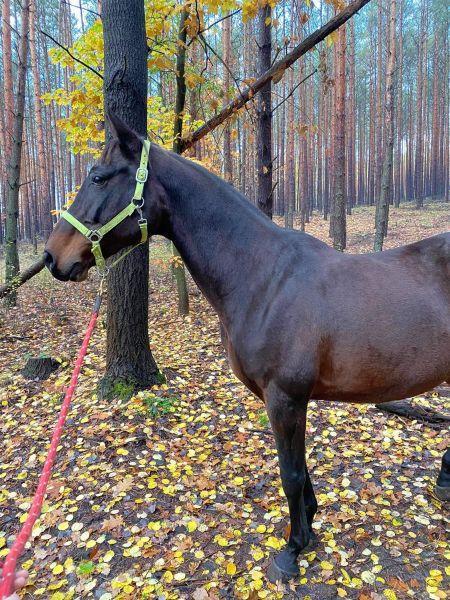 Koń na czerwonym uwiązie